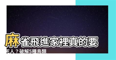 麻雀入屋|【家裡飛進麻雀】家裡飛進麻雀！風水大解析，暗示了什麼美好的。